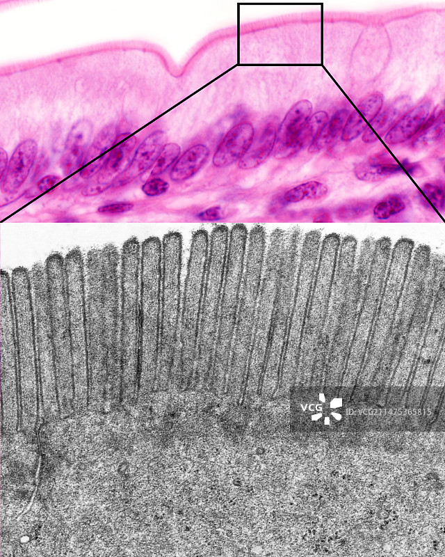 肠刷状缘显微照片图片素材