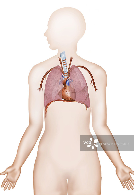 心脏与肺部插图图片素材