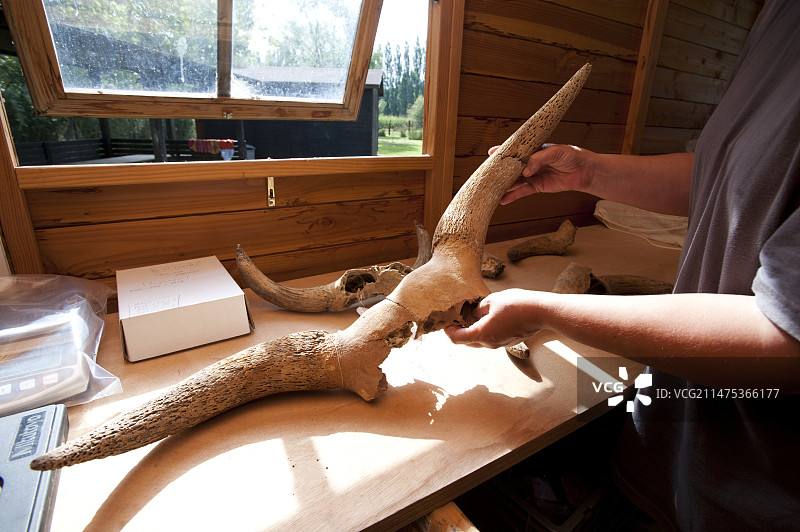 La Draga新石器时代遗址出土的牛角图片素材