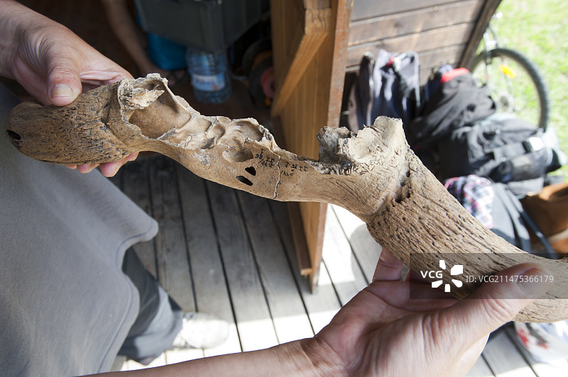 La Draga新石器时代遗址出土的牛角图片素材