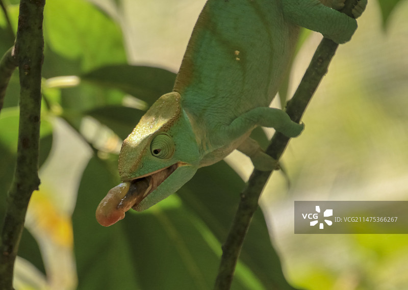 变色龙伸出舌头图片素材