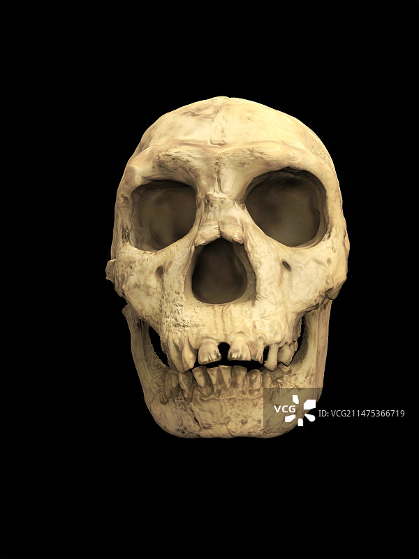图尔卡纳男孩头骨，插图图片素材