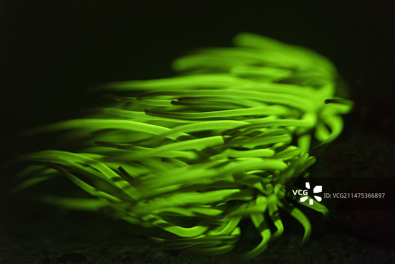 荧光海葵图片素材