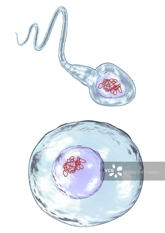 精子和卵子细胞中的DNA，图示图片素材
