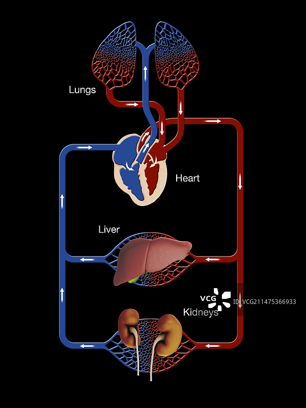肝脏和肾脏供血示意图图片素材