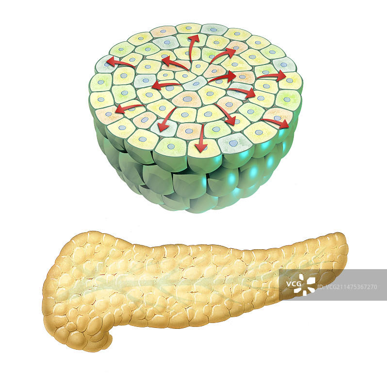 胰腺解剖结构图图片素材
