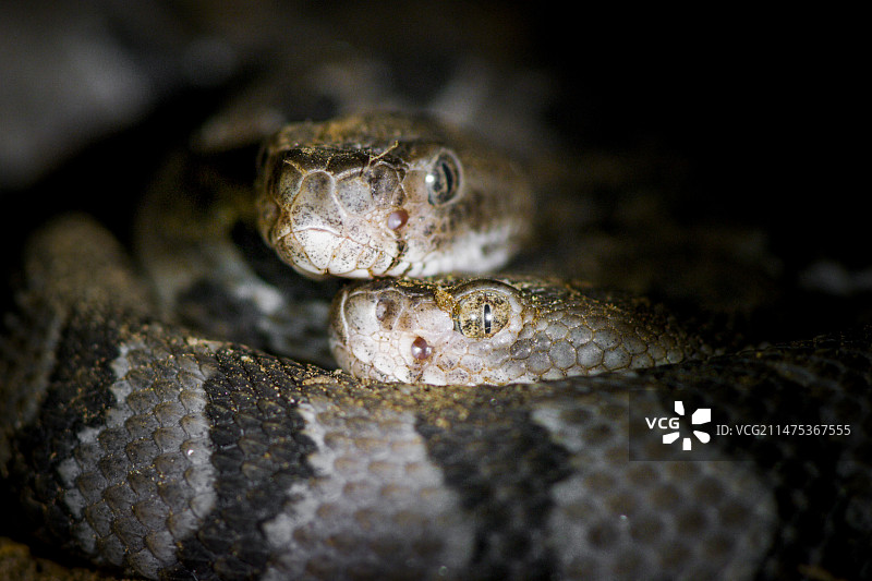 响尾蛇和幼蛇图片素材