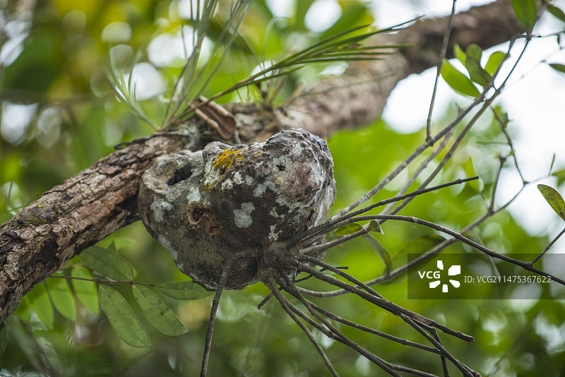 蚁栖植物（Hydnophytum sp.）图片素材
