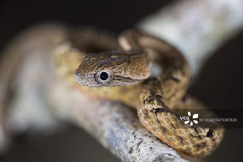 普通嘲 viper 头部图片素材