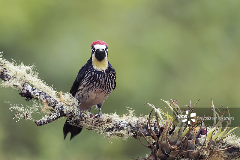 橡树啄木鸟图片素材