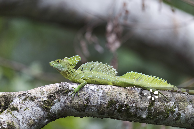 绿鬣蜥图片素材