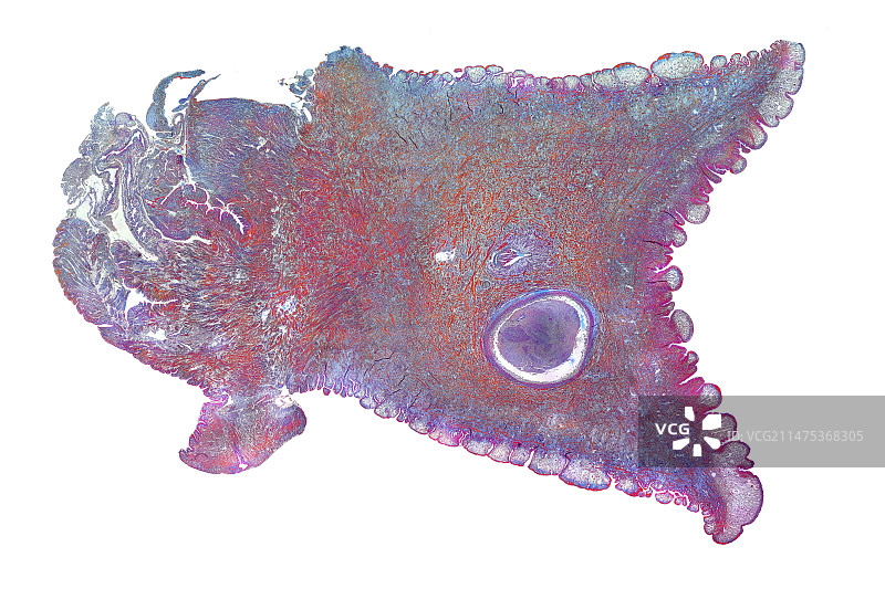 可食用的蜗牛足部显微照片图片素材