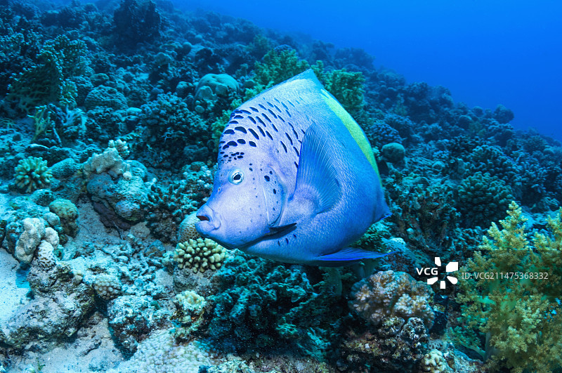 珊瑚礁上的黄带神仙鱼图片素材