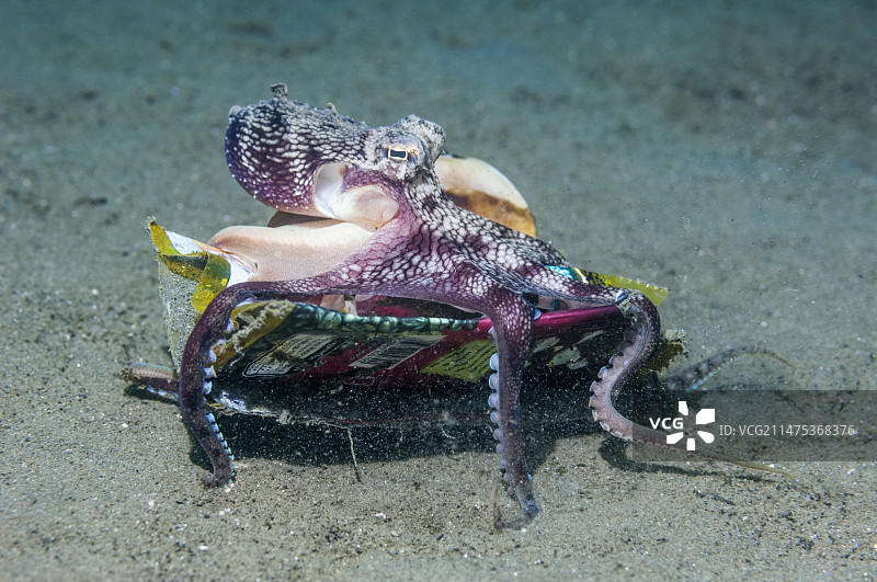 布满垃圾的 seabed 上的章鱼图片素材