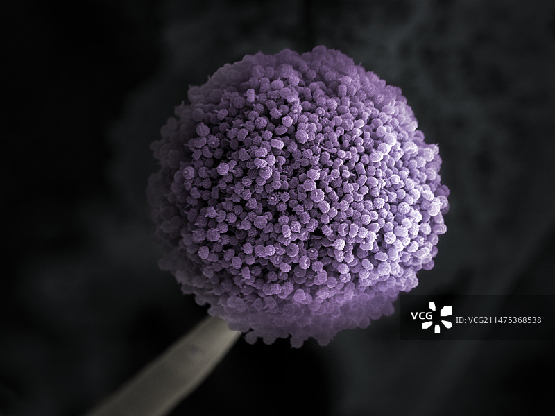 黑曲霉菌扫描电镜照片图片素材