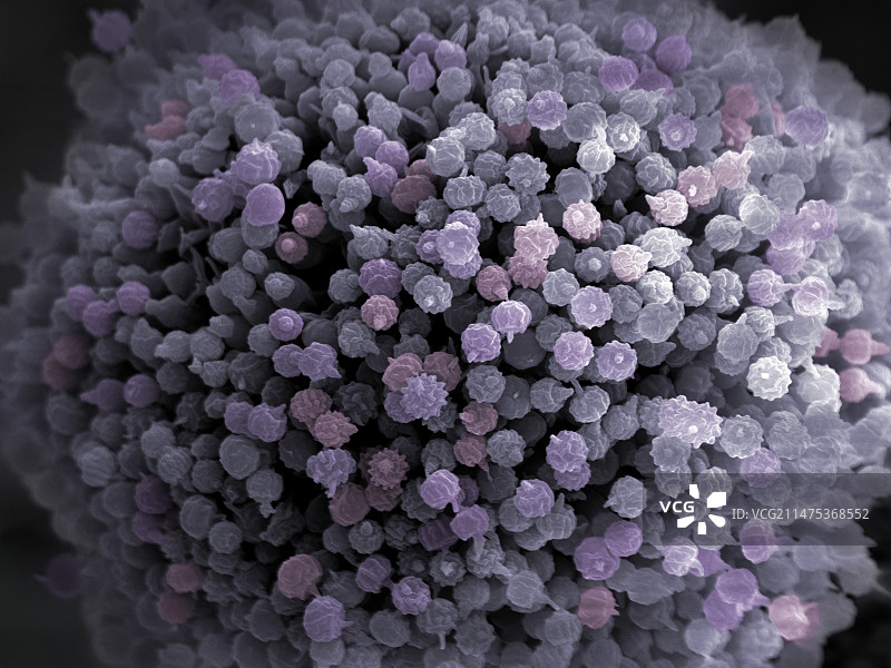 黑曲霉孢子显微图像图片素材