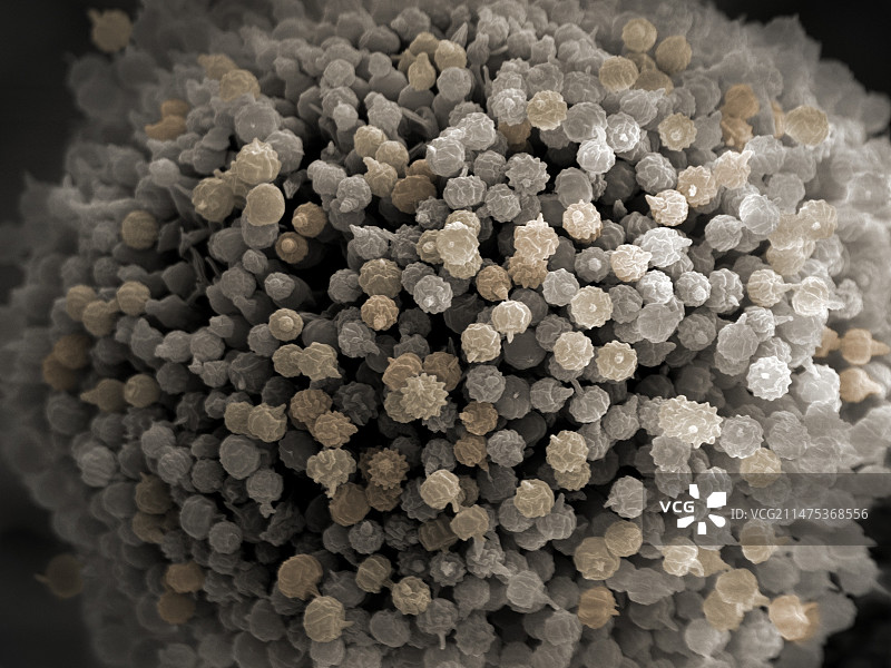 黑曲霉孢子显微图像图片素材