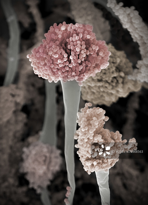 烟曲霉菌（扫描电子显微镜）图片素材