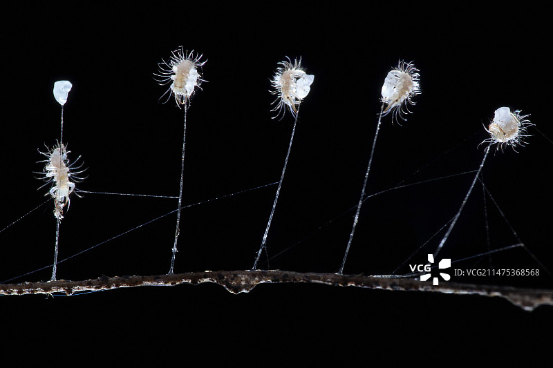 草蛉幼虫从卵中孵化图片素材