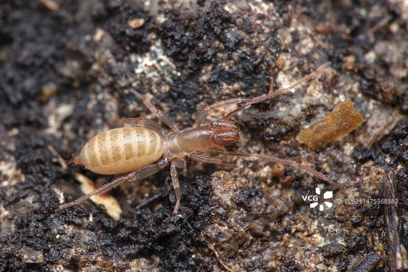 短尾鞭蝎图片素材