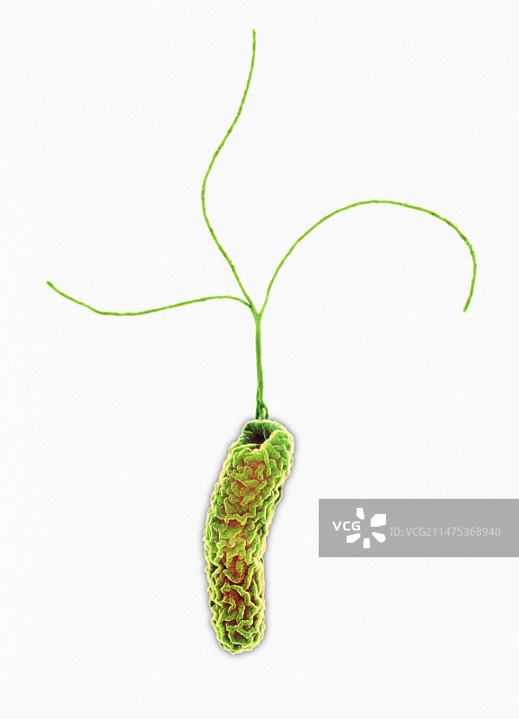 幽门螺杆菌（扫描电子显微镜）图片素材