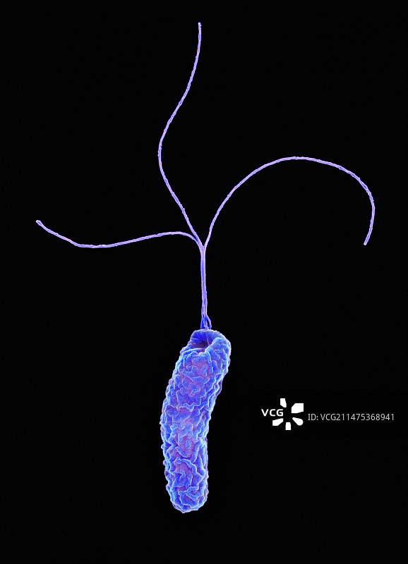 幽门螺杆菌（扫描电子显微镜）图片素材