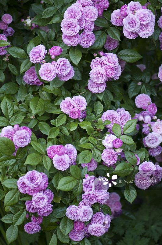 玫瑰（舒伯特卓越品种）图片素材