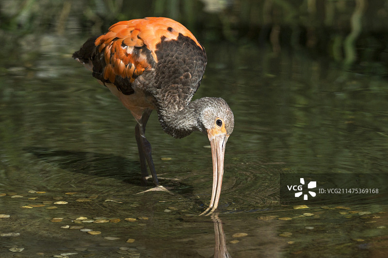 鲜红色的朱鹭图片素材