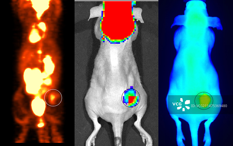 纳米颗粒多模态癌症成像图片素材