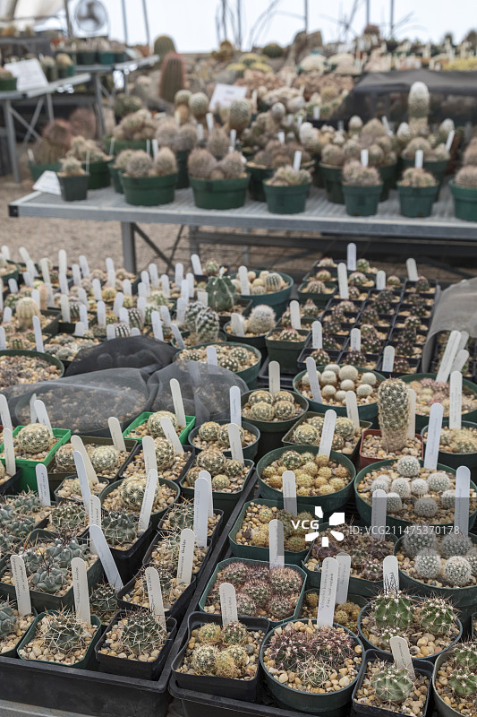 美国奇瓦瓦沙漠研究所图片素材