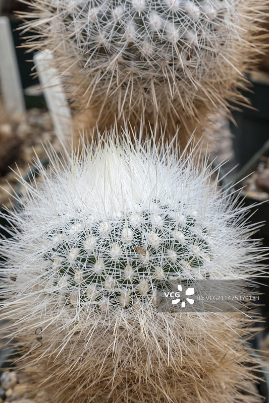 美国奇瓦瓦沙漠研究所图片素材