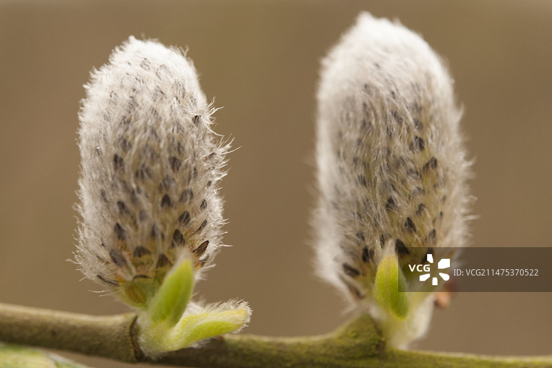 威尔士彭布罗克郡的毛茸茸的柳树图片素材
