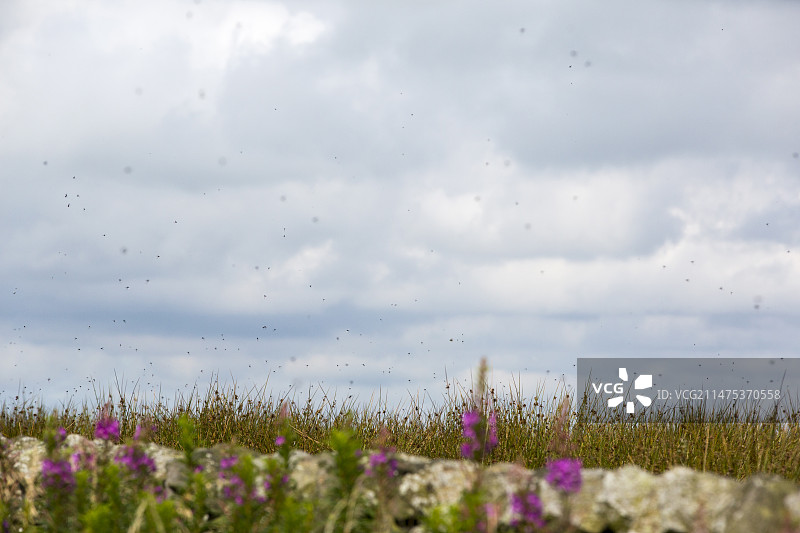 英国小毛蚊孵化图片素材