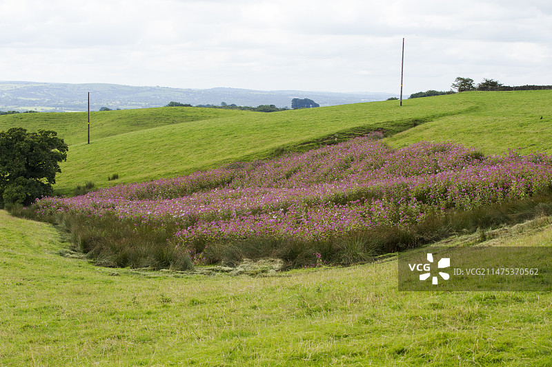 英国兰开夏郡朗里奇费尔的喜马拉雅凤仙花图片素材