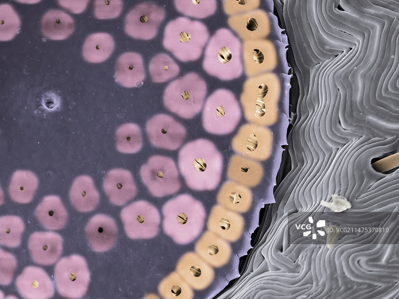 绵羊蜱气门扫描电镜图图片素材