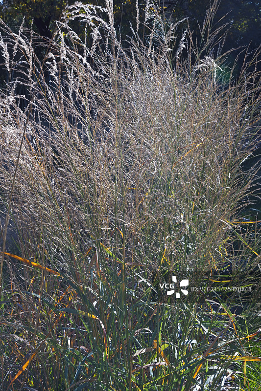 蓝苦草图片素材