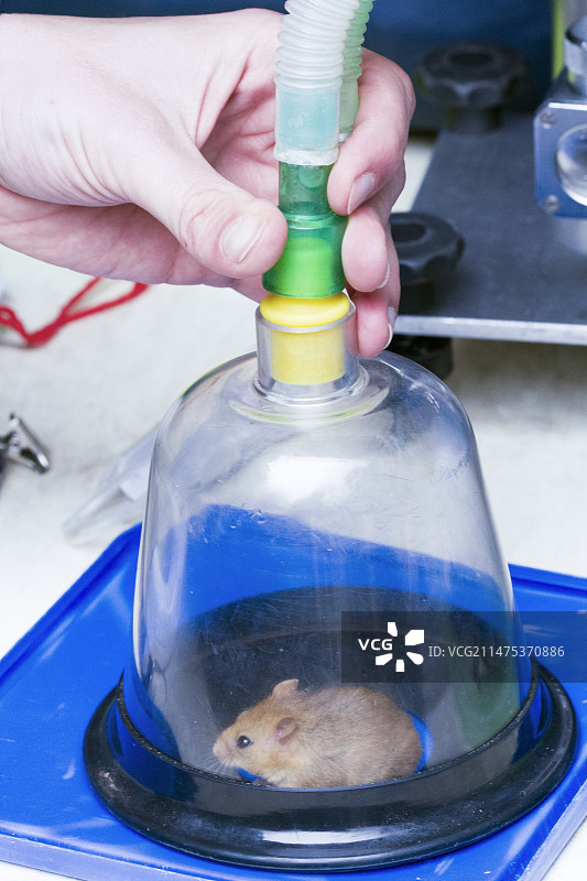 为植入芯片而麻醉的普通睡鼠图片素材