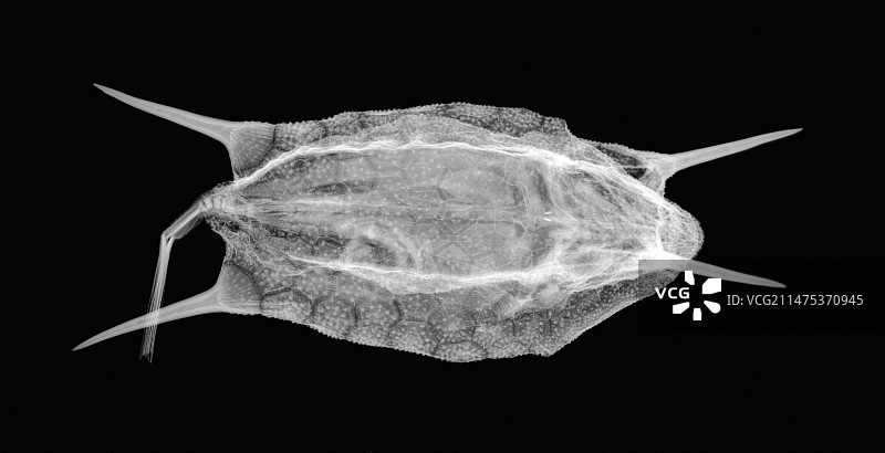 长角箱鲀X光片图片素材