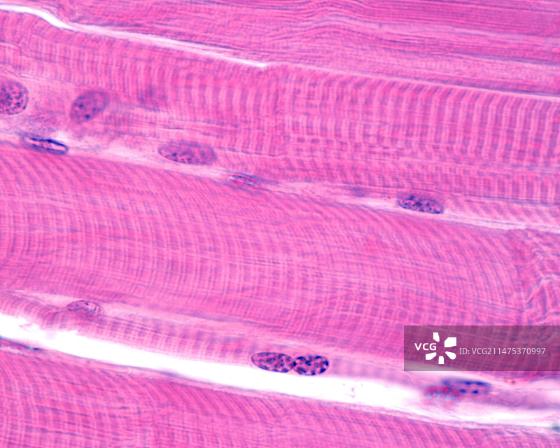 纹状骨骼肌纤维，LM图片素材