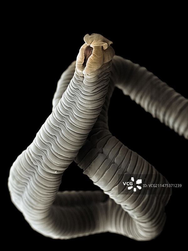 绦虫扫描电镜图图片素材