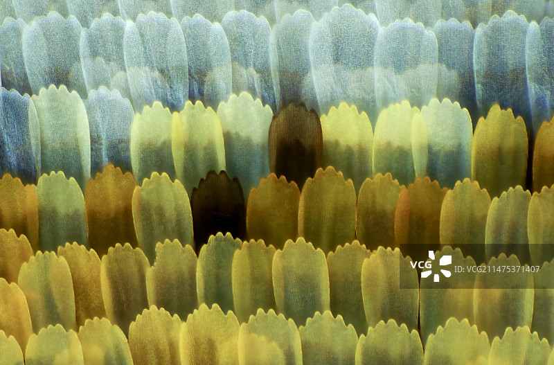 蝴蝶翅膀鳞片显微照片图片素材