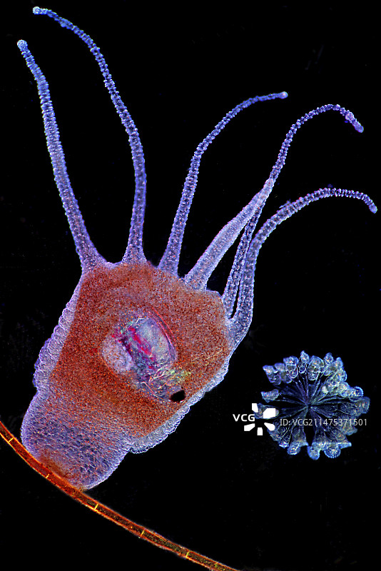 水螅，摄食水蚤和轮虫的光学显微照片图片素材