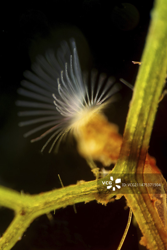 苔藓虫，光学显微照片图片素材