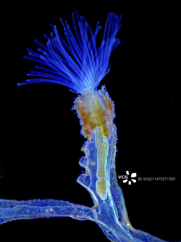 苔藓虫，光学显微照片图片素材