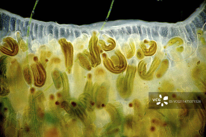 苔藓虫群落，光学显微照片图片素材