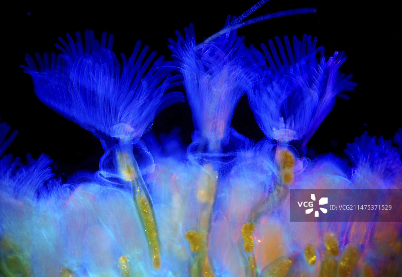 苔藓动物浅显显微照片图片素材