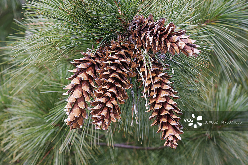 阿亚卡惠特松树图片素材