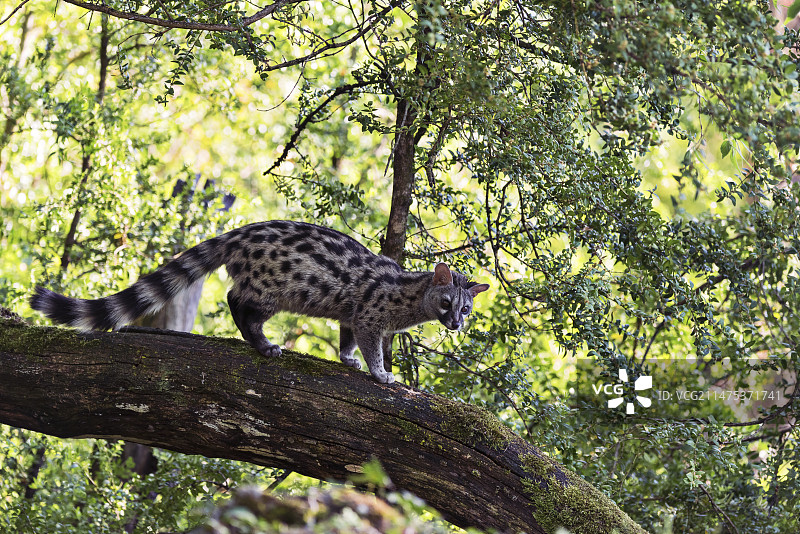 普通麝猫图片素材