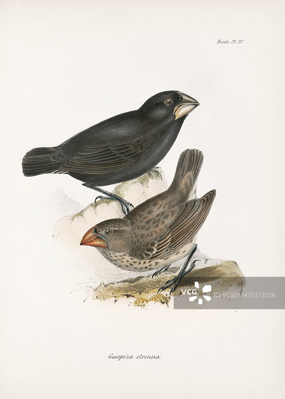 19世纪的大型地雀图片素材