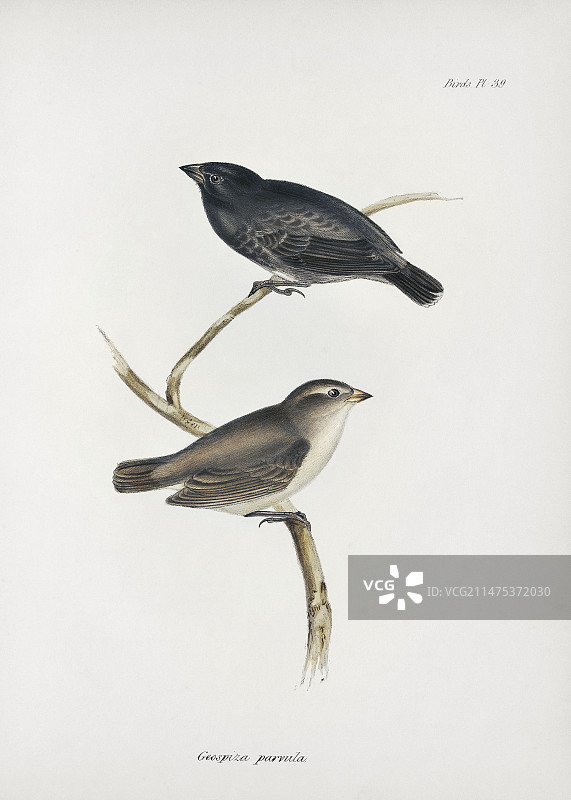 19世纪的小型树雀图片素材